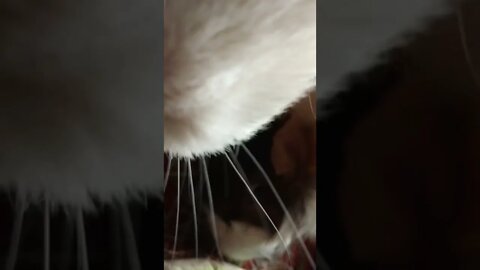 Guinea pigs Maya & Liam