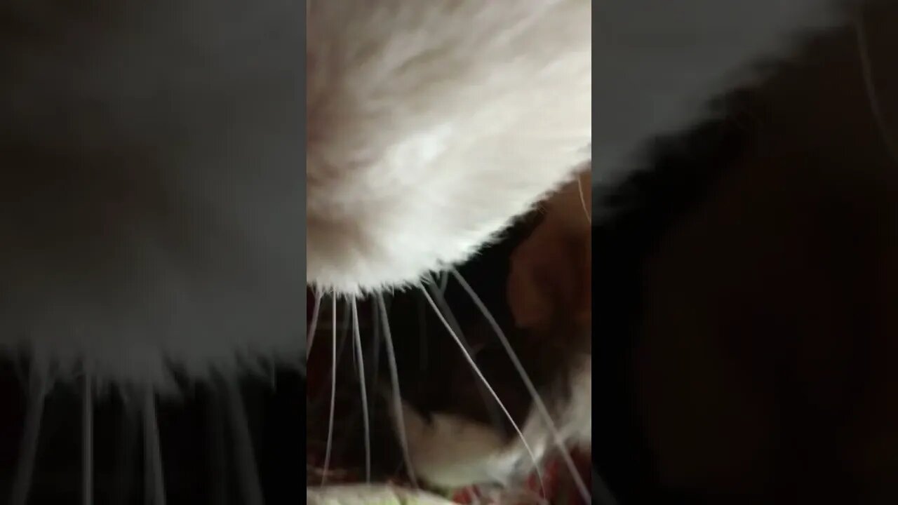 Guinea pigs Maya & Liam