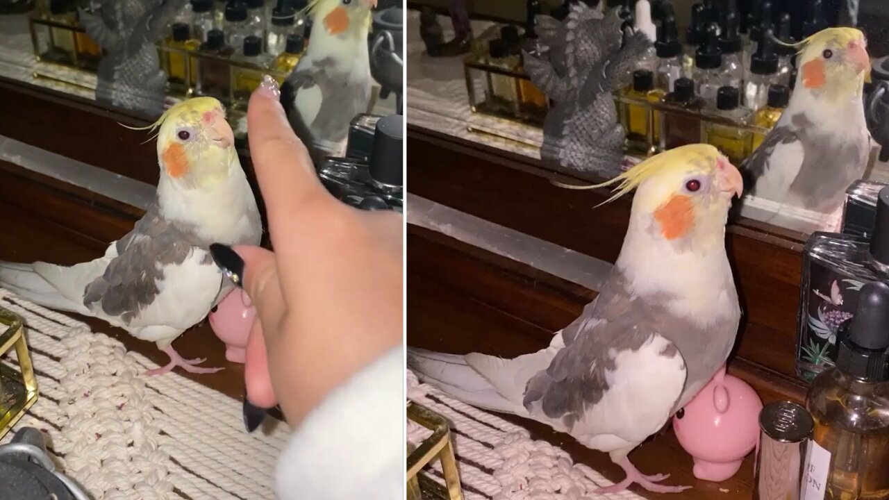 cockatiels are the best | what a cutie pie