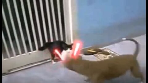 Funny animals try not to laugh - Cats Jedi