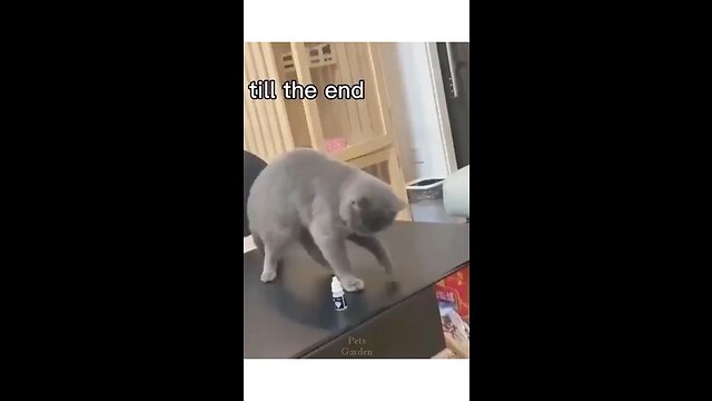 OCD cats -funny cats