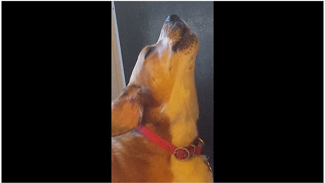 Melancholy hound can't stop howling