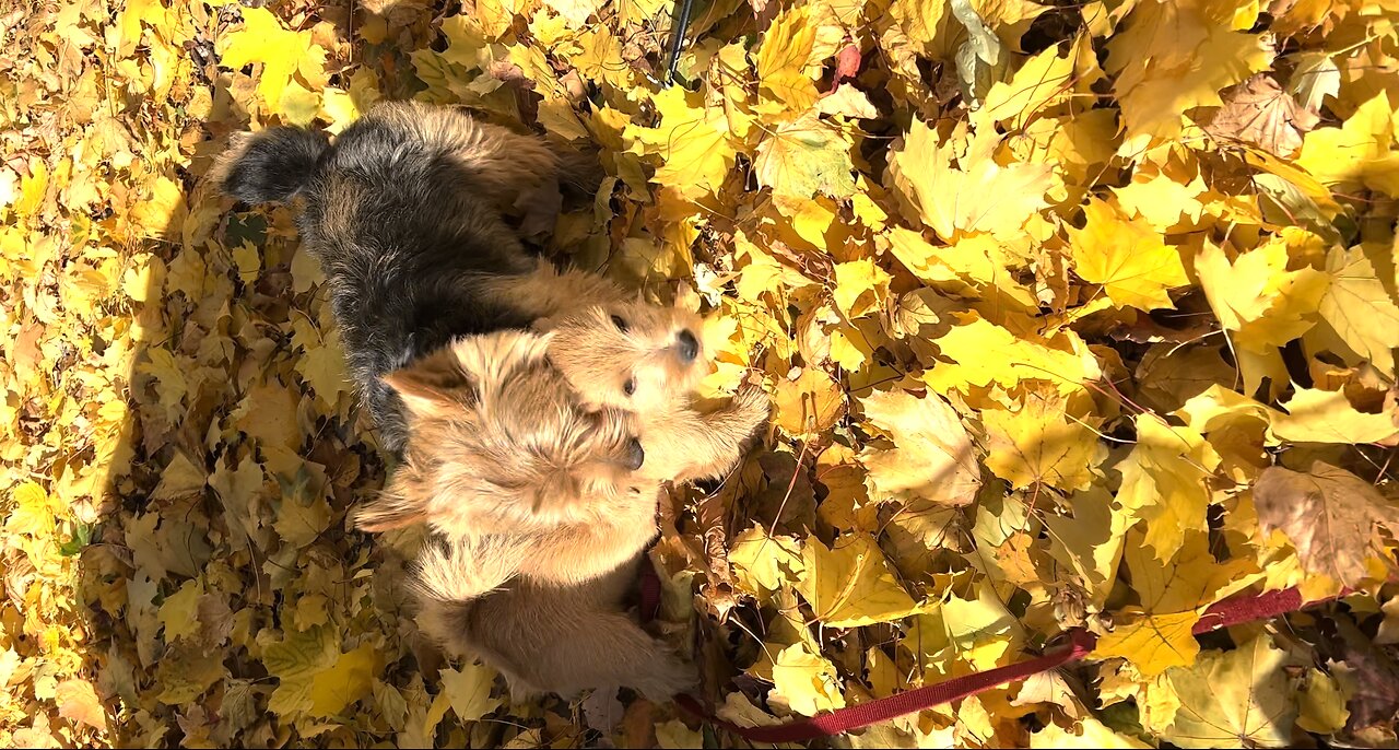 Terrier Tussle in Autumn Leaves!