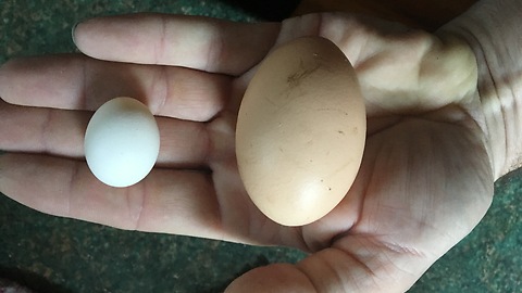 The worlds smallest fried egg