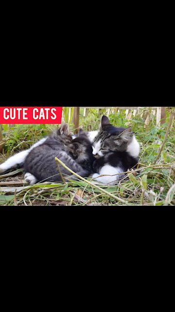 Cute cats super videos |susan brooks |#cats |susantha 11 |#shorts