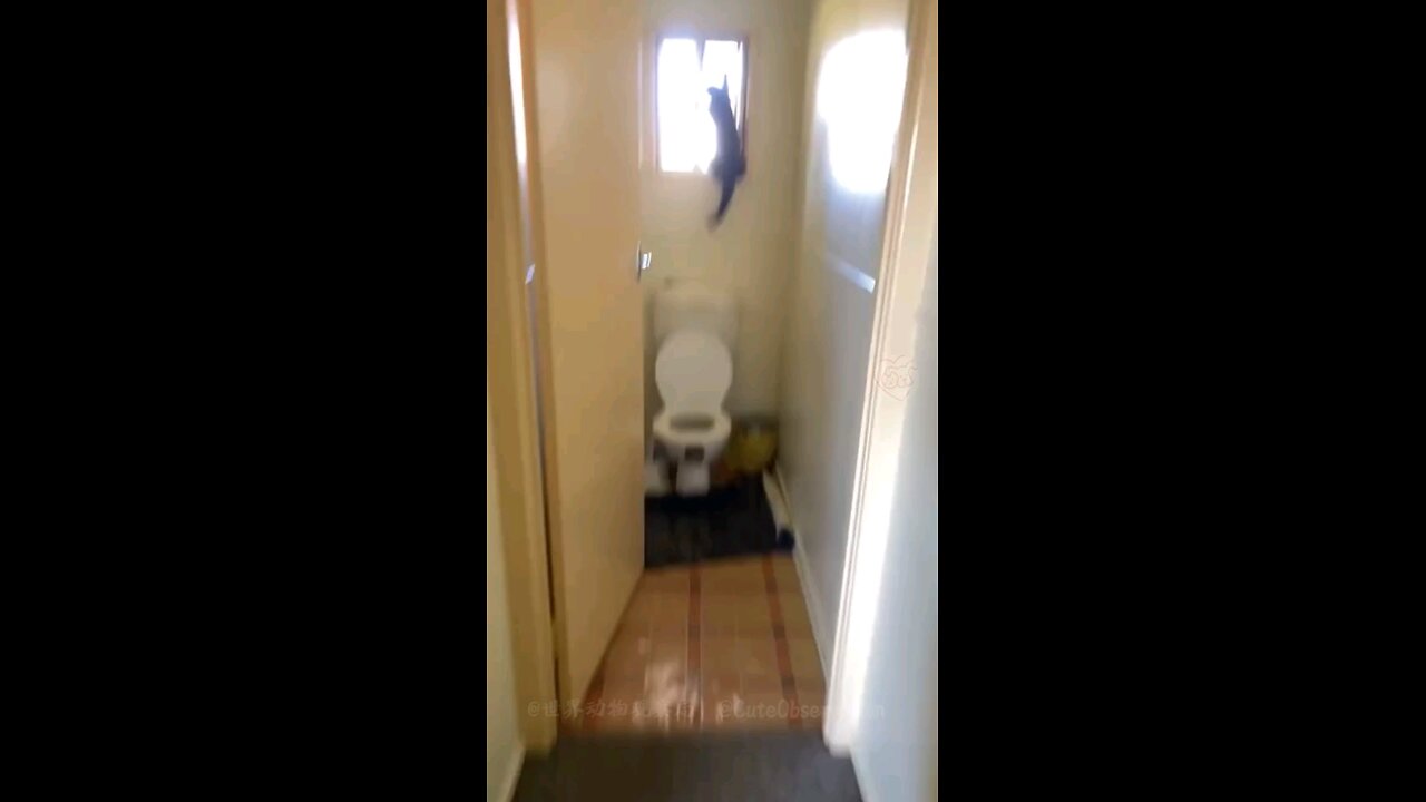 funny cats