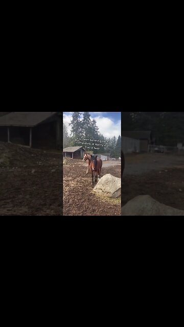 Liberty Work With Mustangs