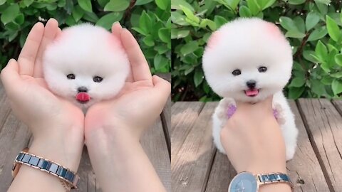 Kimi Puppy Happy Every day