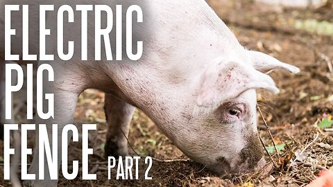 Pigs 101: Choosing An Electric Fence Energizer for Pastured Pigs