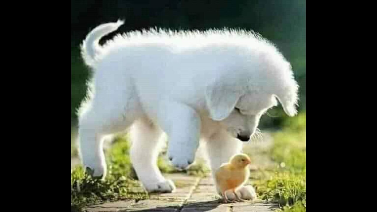 Animals Funny you tuod