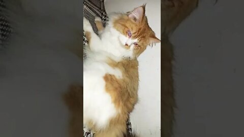 Funny Cats 😸 Cute Cats #cutecat #cats #shorts #youtubeshorts