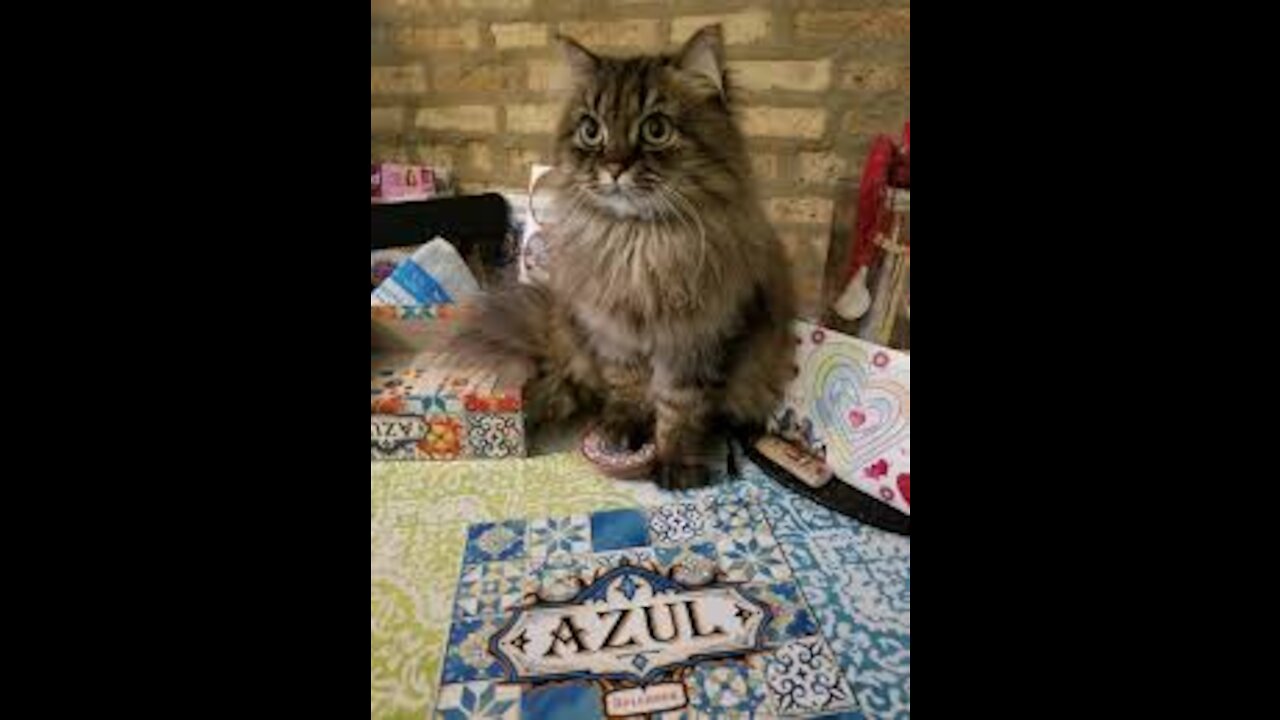 Cat VS game