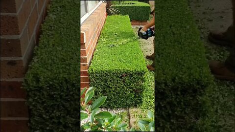 grass trimming clip