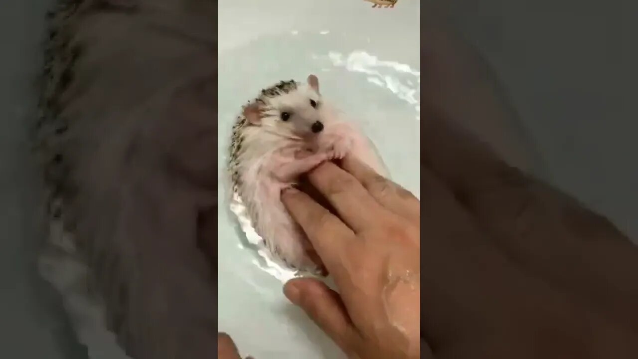 Best thing i've seen all day