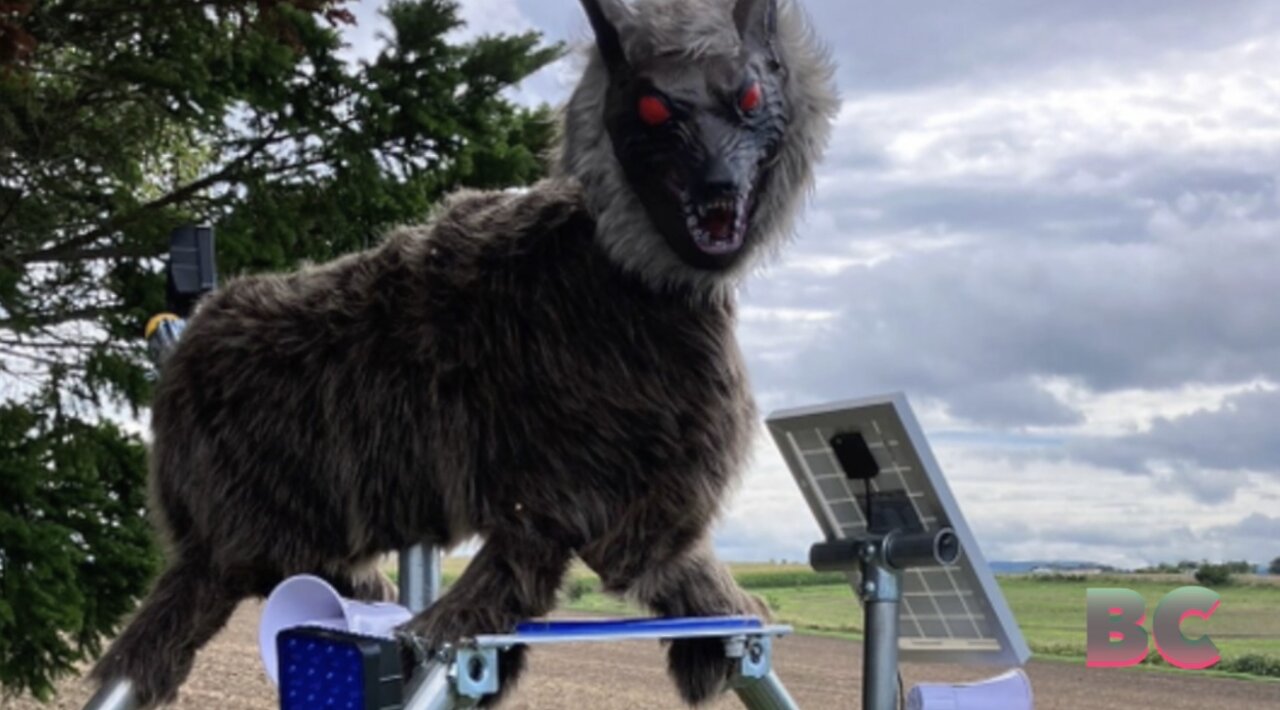 Japan unleashes terrifying robot wolves to fight off bears attacking the elderly