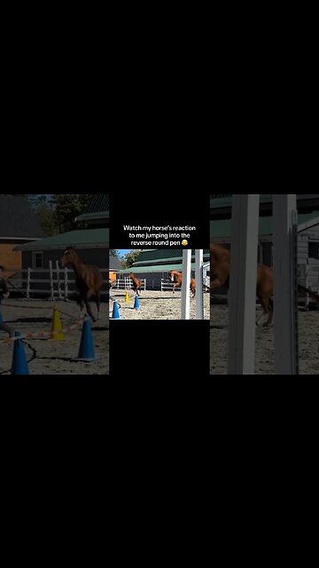 Young Horse Leaps With Owner