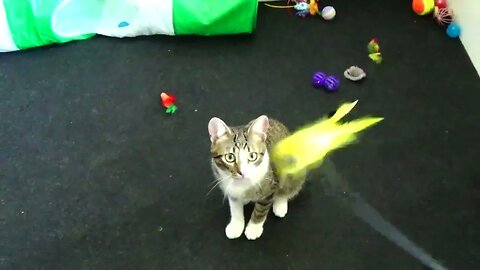 Cat Plays with Yellow Feather Wand