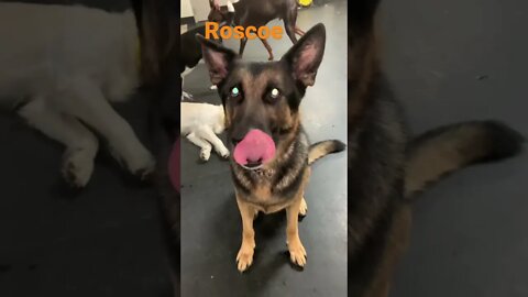 [Shorts 0138] ROSCOE [#dogs #doggos #doggies #puppies #dogdaycare]
