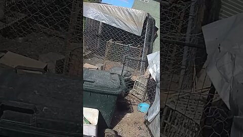 Farm cam. Checking on birds