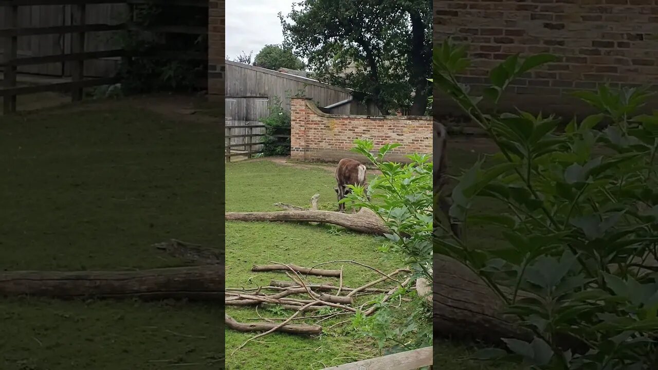 Reindeer at Flamingoland #zoo #animals #trending