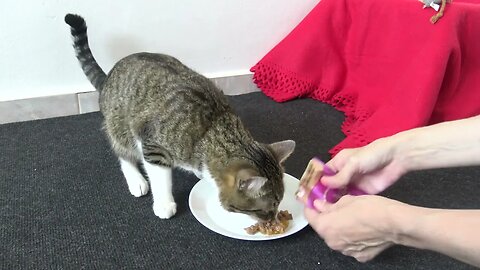 Lets Feed the Cat