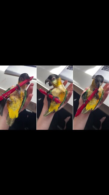 Baby parrot adorably plays with her favorite toy