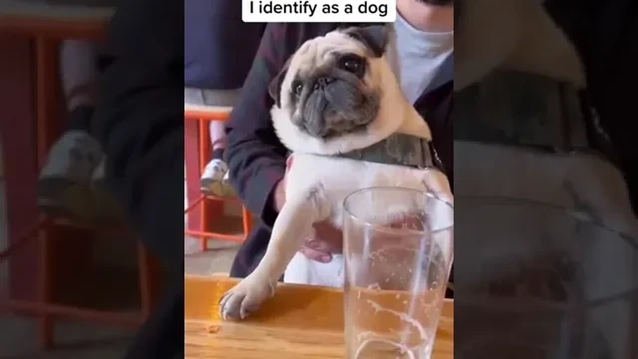 BABY Dog #cutedog #dogplayingvideo #doglovers