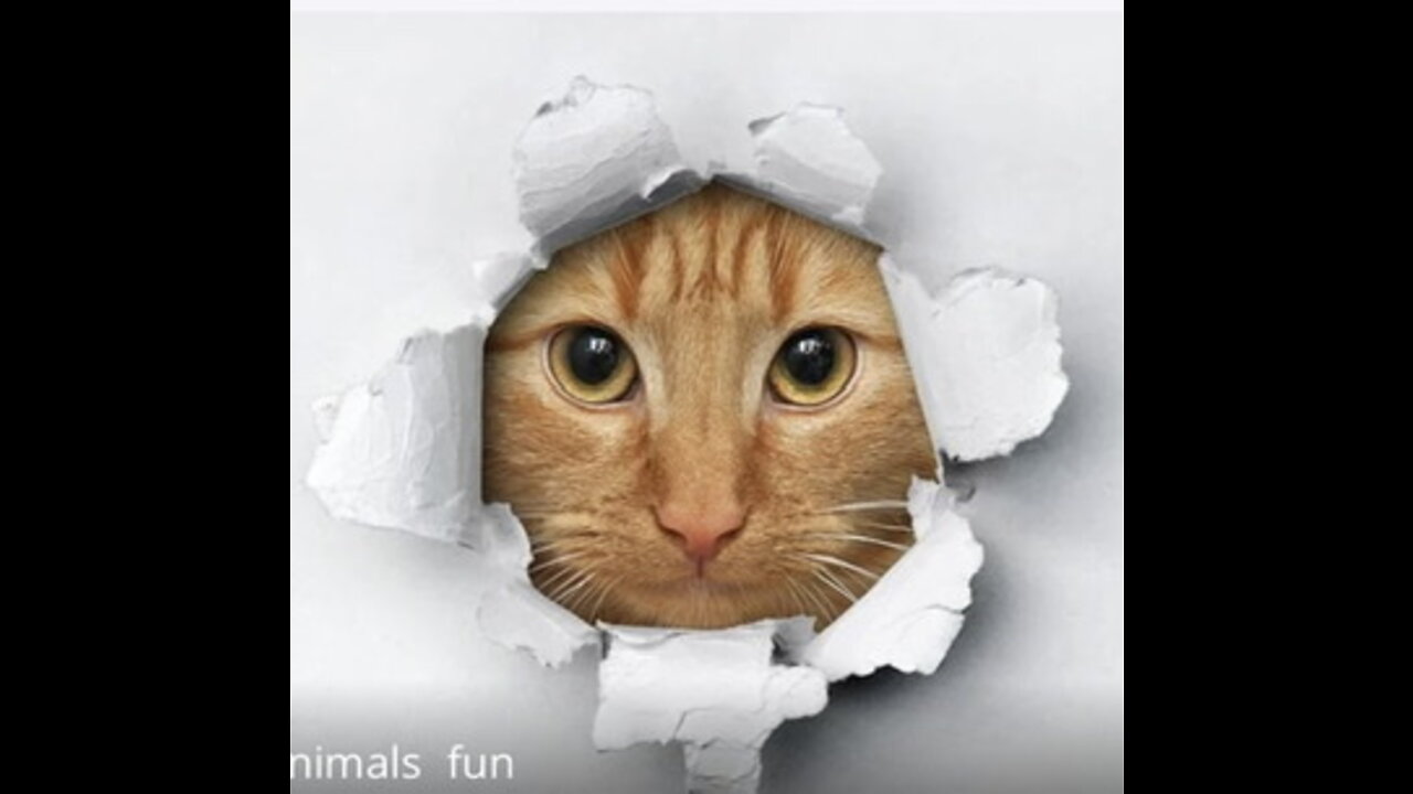 Funny Cats