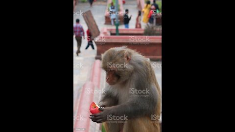 Look at this monkey eating the apple