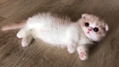 This Baby Munchkin Kitten Will Melt Your Heart #23