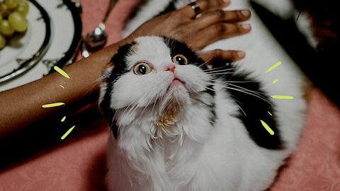 #The_Loveliest_Animals cute cat moment ,cute cats, funny cats, cat video,cute cat ,cutest cat, #cats