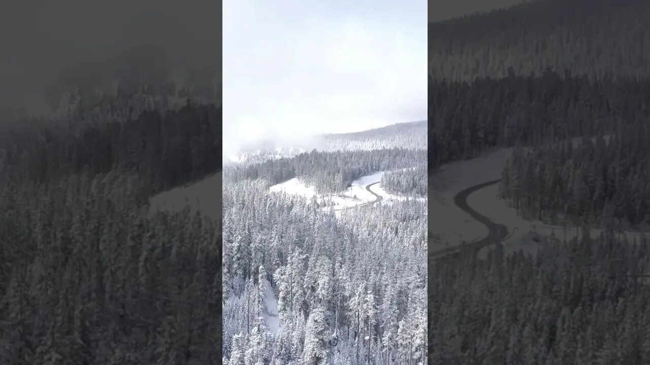 Aerial view of a forest covered with snow #shorts