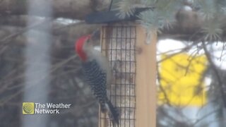 Woodpecker gets a winter meal in Tilbury, Ontario