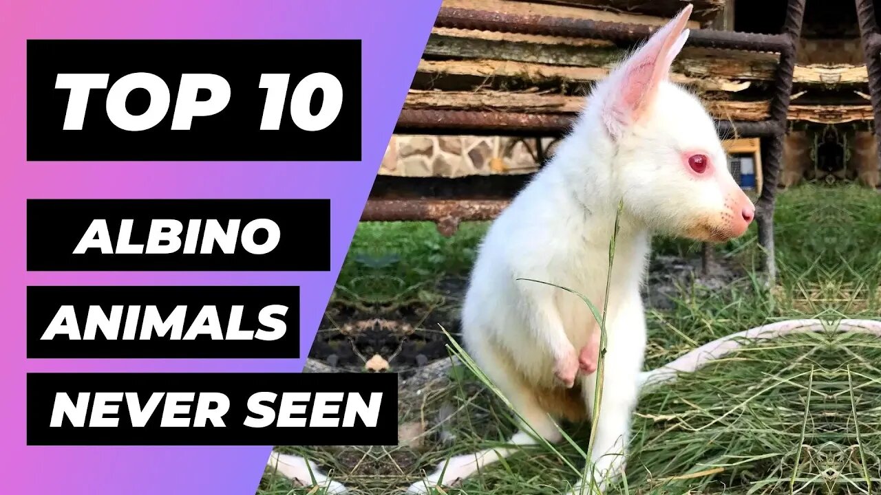 TOP 10 ALBINO Animals You Have Never Seen | 1 Minute Animals