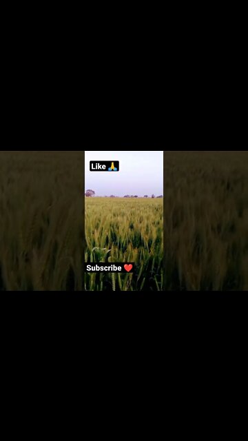 shoq 🙏☺️ #youtubeshorts #shorts #youtube #shortvideo #shortyoutube