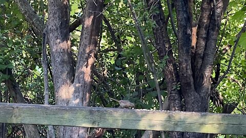 Cardinal fledgling punk rocker 😊