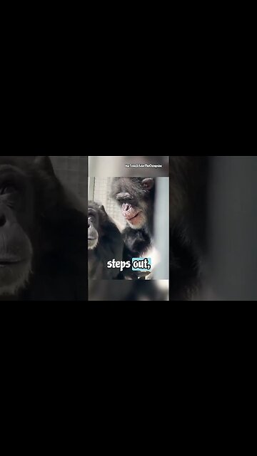 Lab Chimpanzee Sees the Sky for the First Time in 28 Years