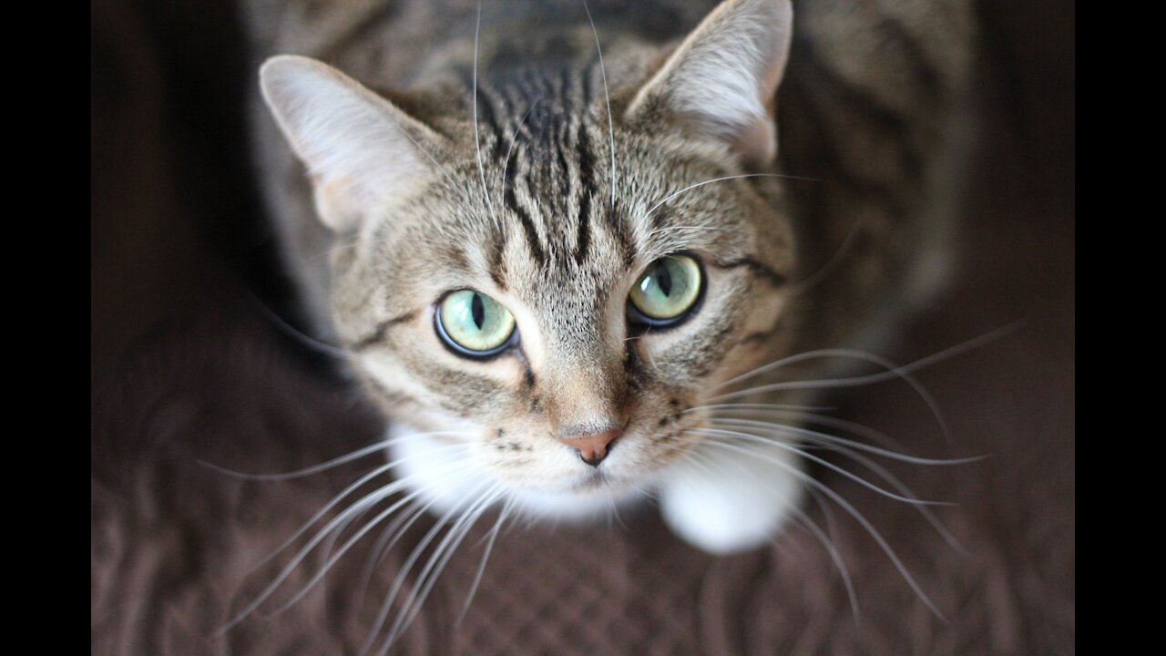 Funny animals compilation #64.