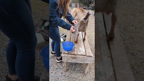 #farmlife #homesteading #homesteadlife #goats #farmanimals #farmwife #pnw