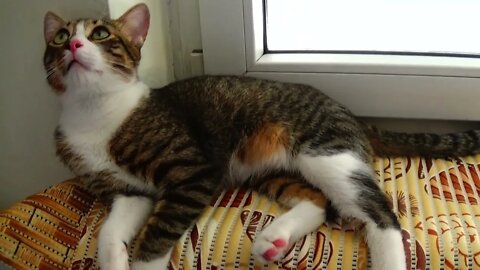 Kitten Loves Sitting on the Window Sill