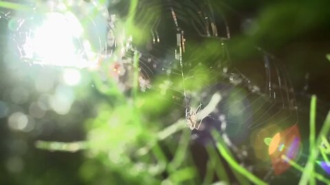 Beachfront B Roll Spider, Web, and Fly Free to Use HD Stock Video Footage