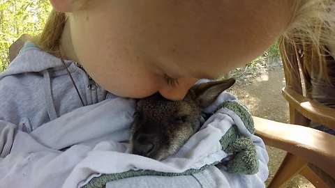 Little girl preciously cuddles baby wallaby