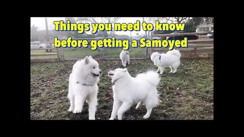 Things you need to know before getting a Samoyed