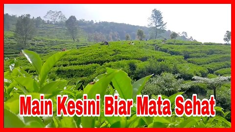 Kebun Teh Puncak Bogor | Komang Raim Laode | Malam Bantu Aku