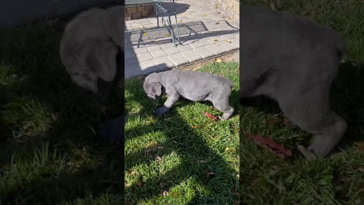 Cane Corso Puppy