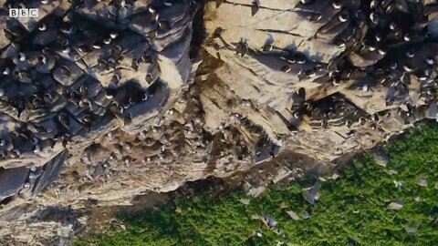 Puffin Hunts Fish To Feed Puffling