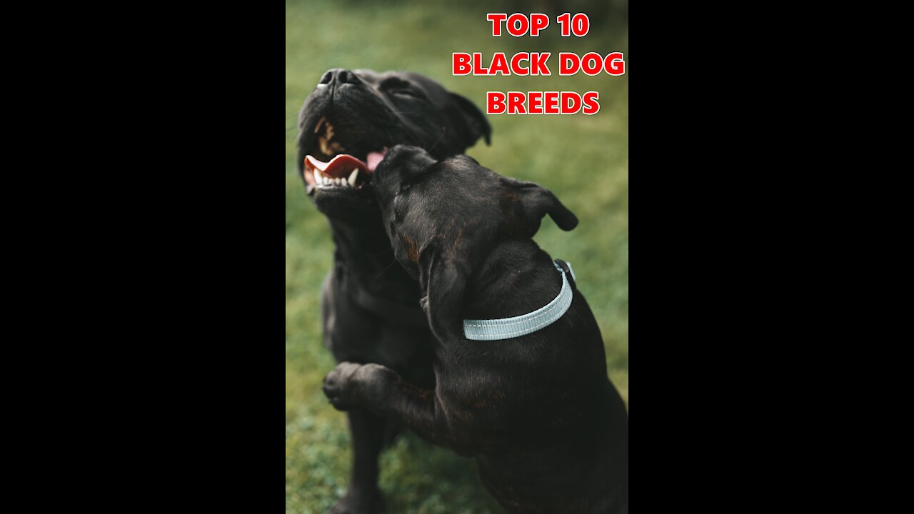 Black Dogs - TOP 10 Black Dog Breeds In The World