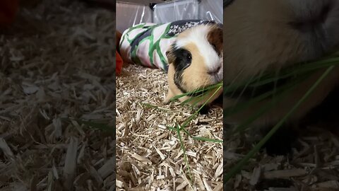 Guinea pig Svea loves wheatgrass