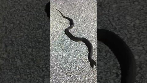 Snake # 1,000,000 in the Everglades #shorts #florida #snakes