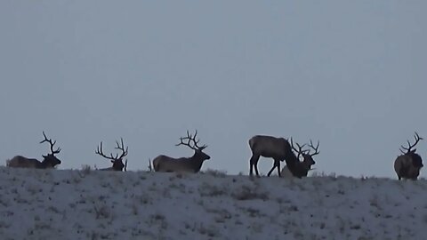 WHERE WERE THEY DURING THE SEASON?! MONSTER BULLS ON WINTER RANGE!